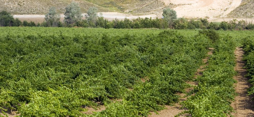 Complejo Enoturístico Finca La Estacada Tarancón Exterior foto